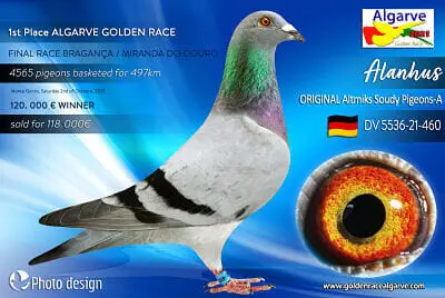 Vincitore Pigeon 2021