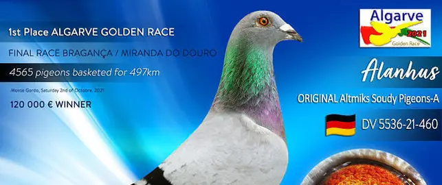 Gagnant pigeon 2021 - vendu - 118.000 XNUMX €