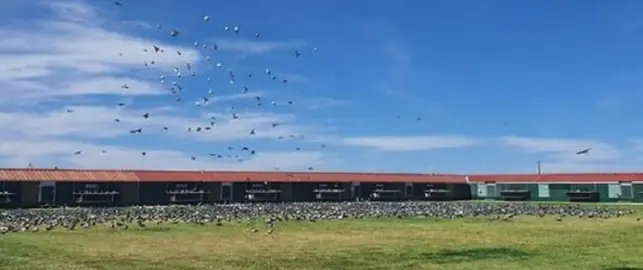 ALL PIGEONS ARE TOGETHER