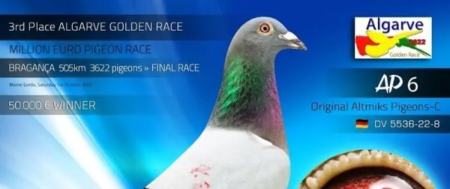 3RD PLACE FINAL RACE, BRAGANÇA 2022, Altmiks Pigeons, GERMANY